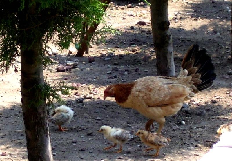 Mam Gallina y sus hijitos