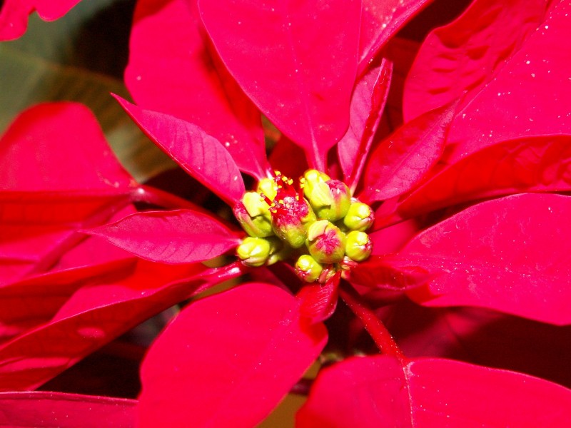 Pascuero