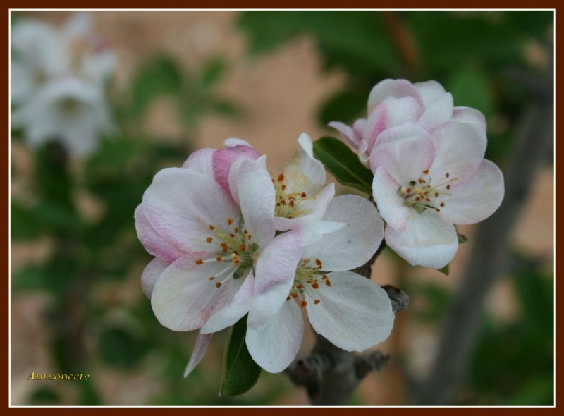 La flor del manzano