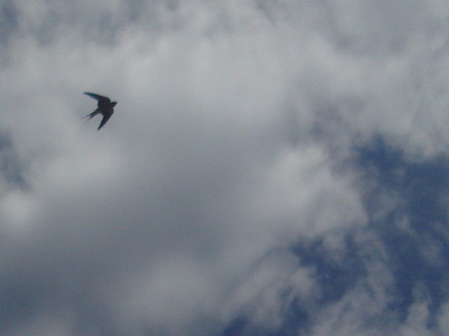 el vuelo de la golondrina