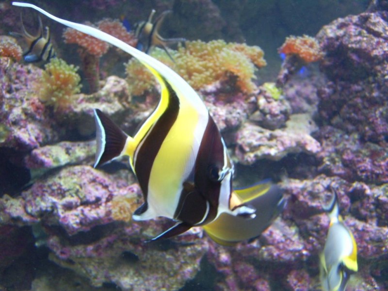 ACUARIO DE GIJON