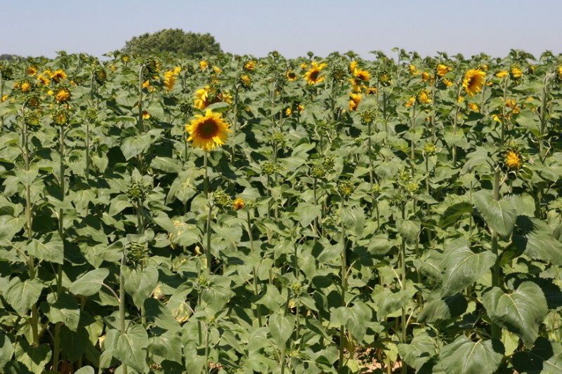 Girasoles