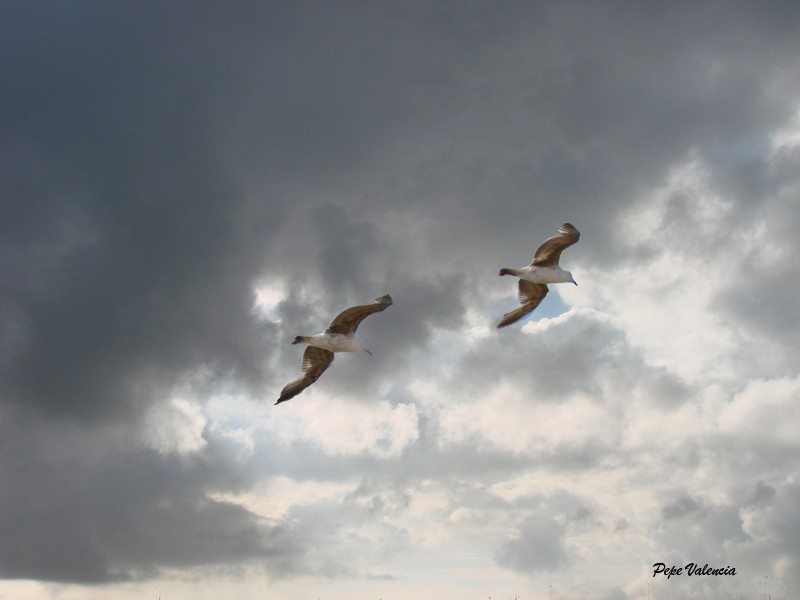 Gaviotas