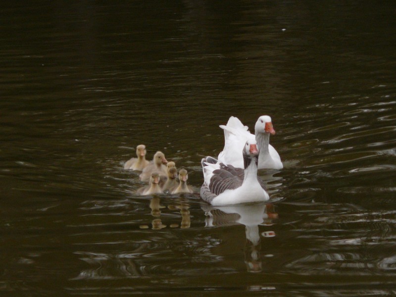 La famiglia