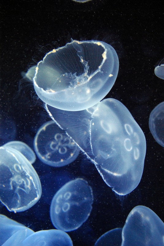 medusas