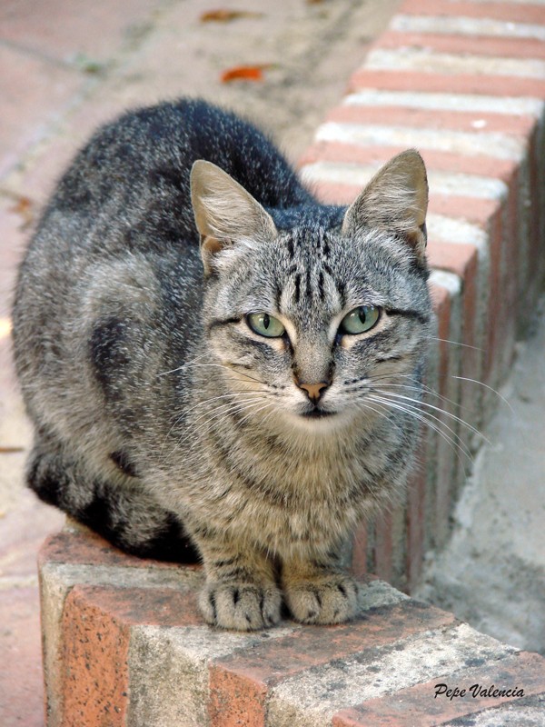 Gato de sangre azul.