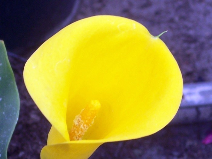 Alcatraz flor amarillo - Imagui