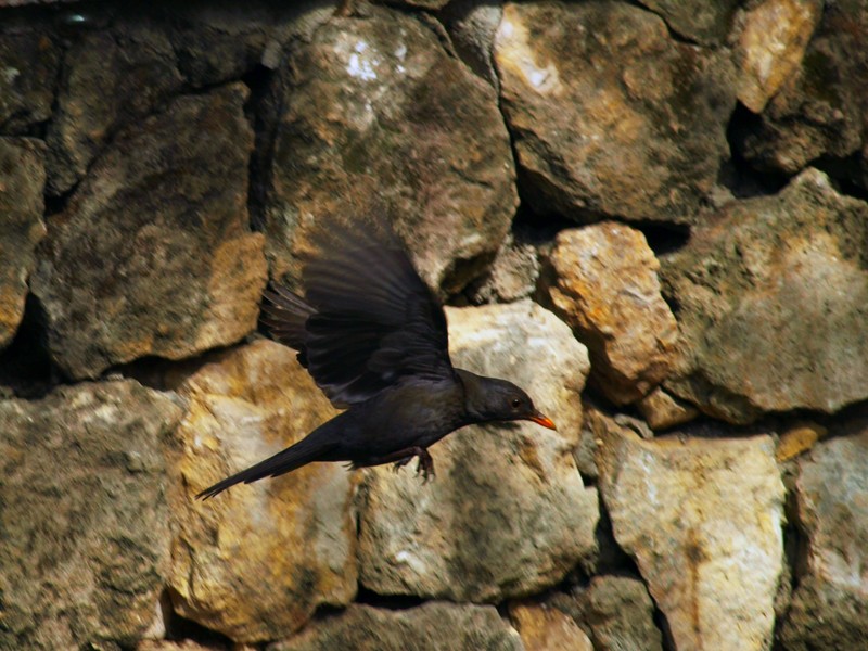 El Mirlo al Vuelo