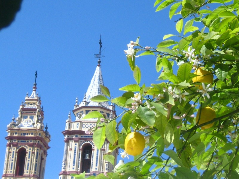 Limones y azahar