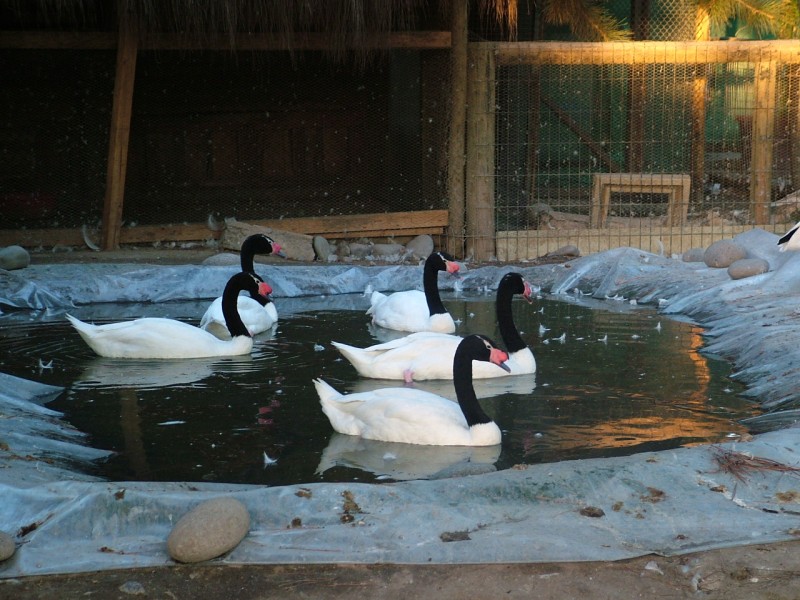 Cisnes de cuello negro