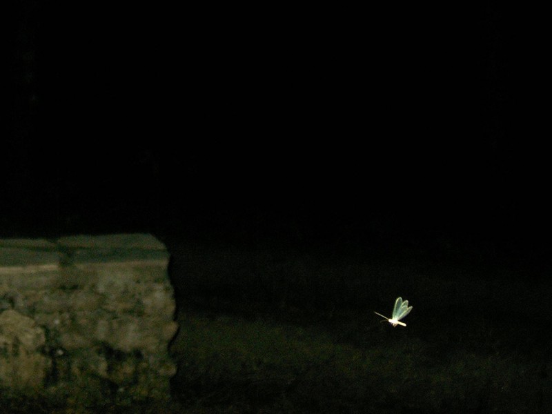 Mosquito en la noche