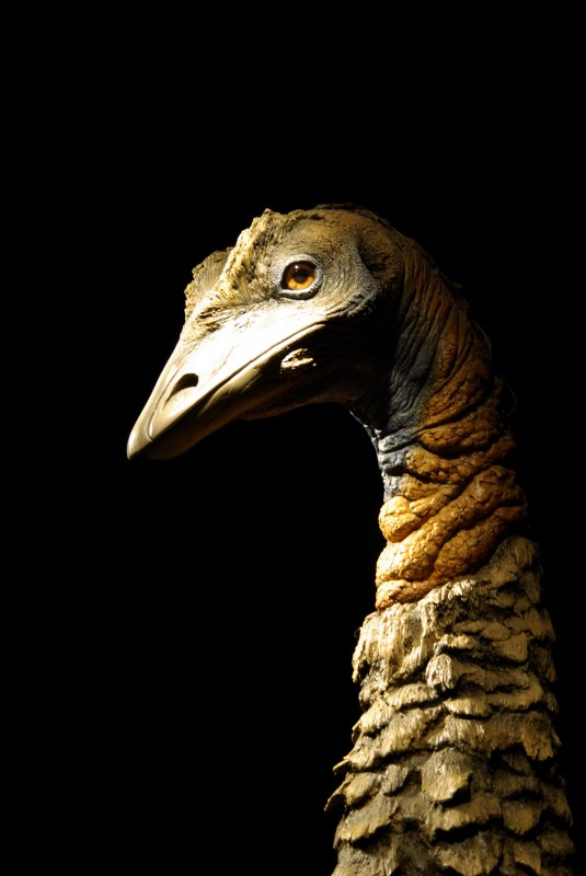 ancestro de avestruz