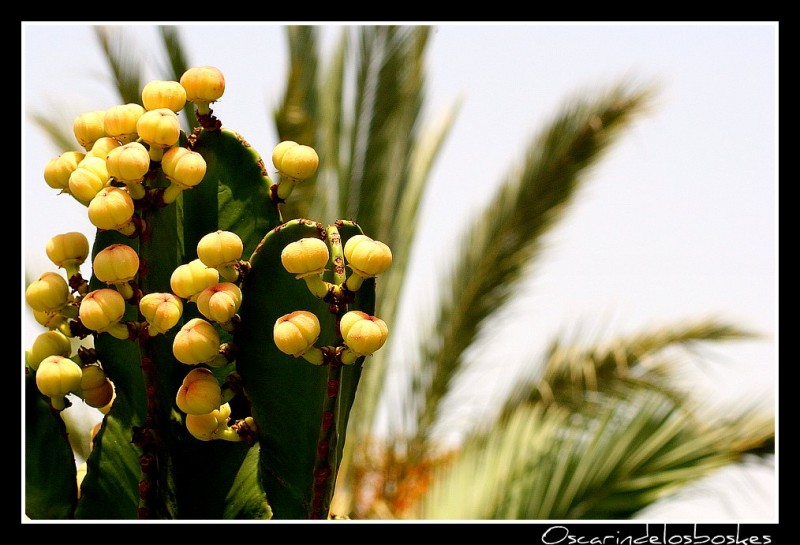 Inesperados Frutos.