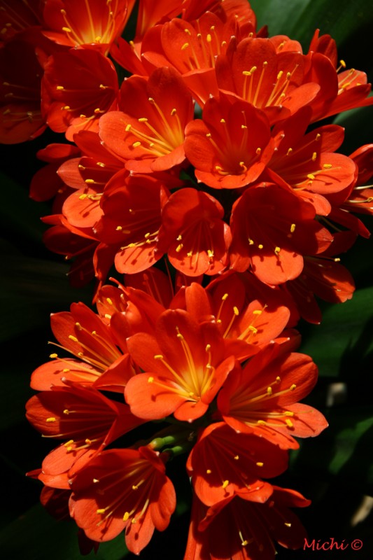 clivia