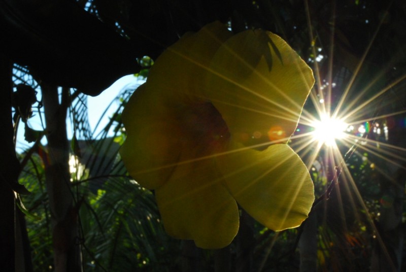 flor amarilla en contraluz