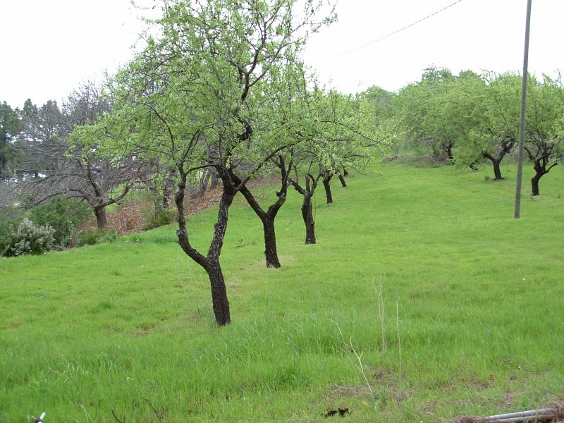 almendro