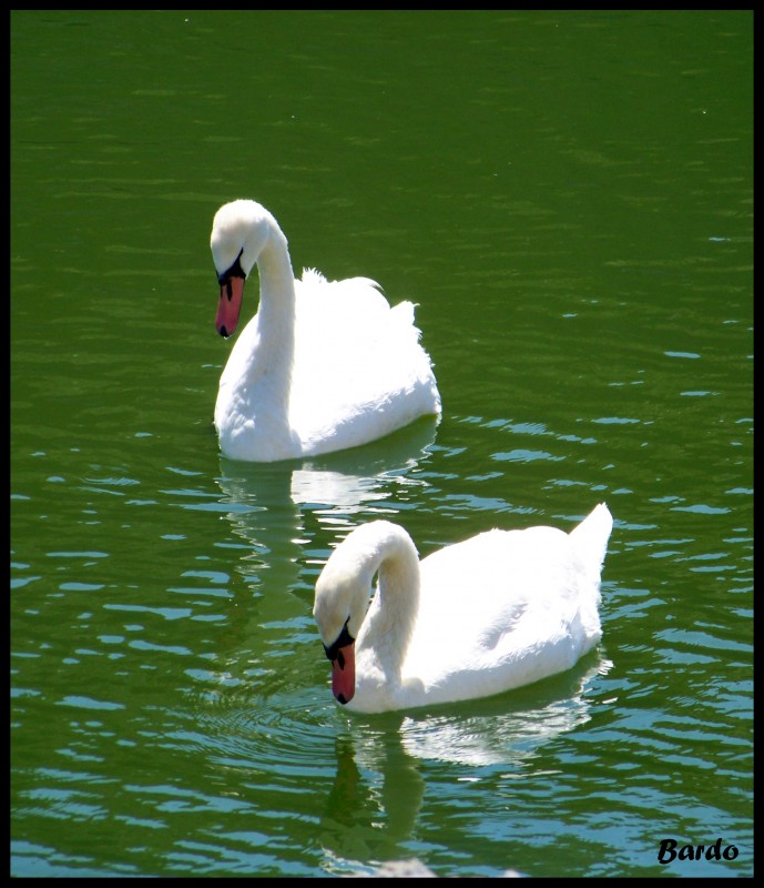 cisnes