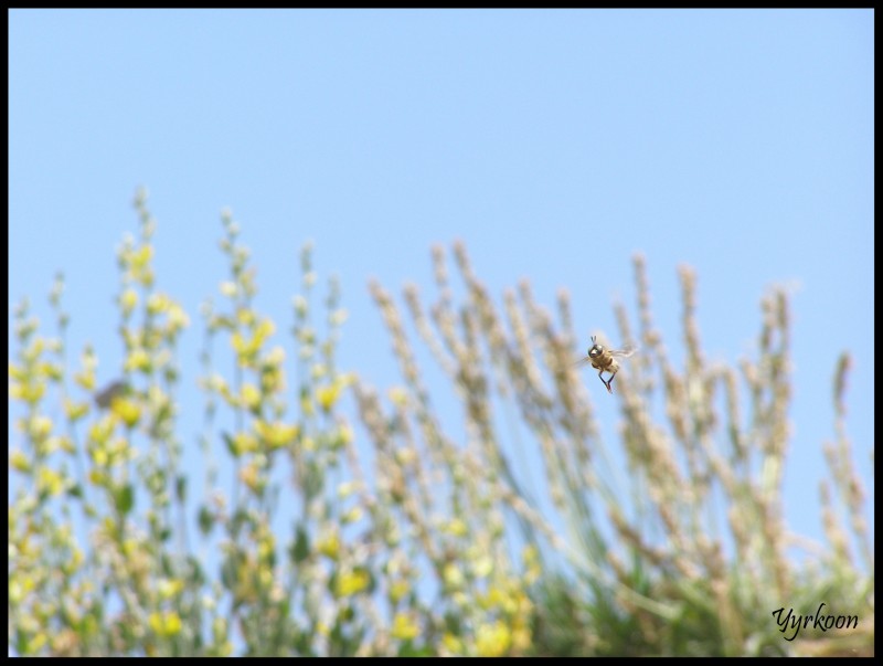 Abeja volando