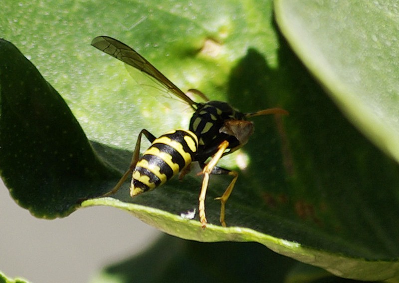 La avispa salio a comer