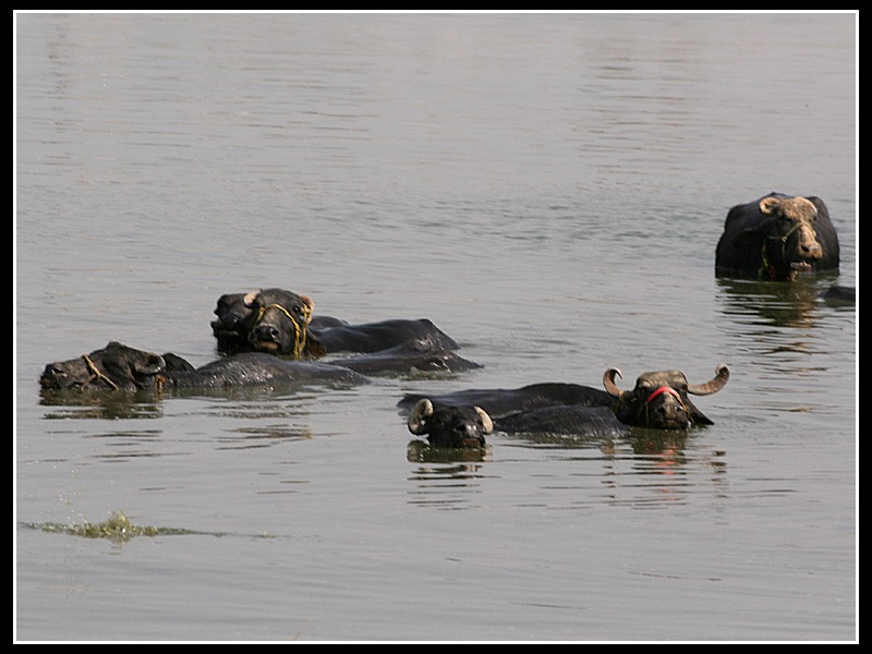Bufalos en el rio