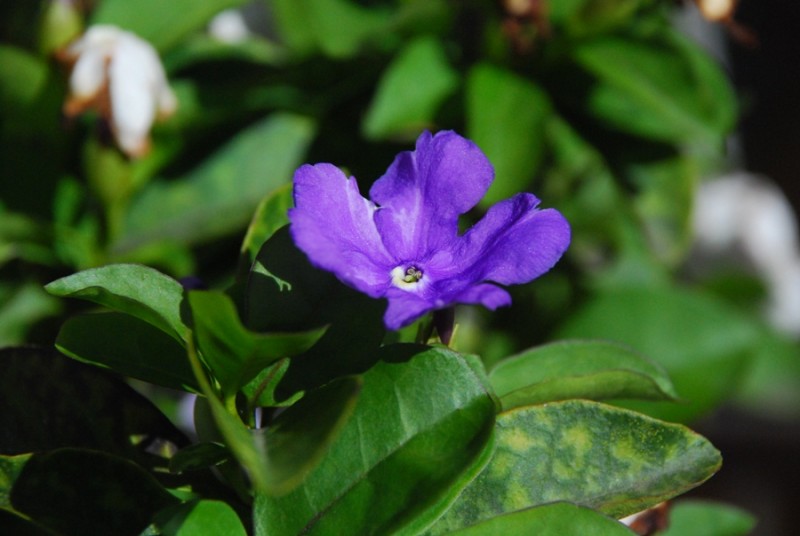 flor morada