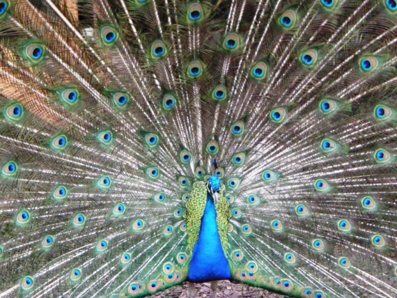 Pavo Real