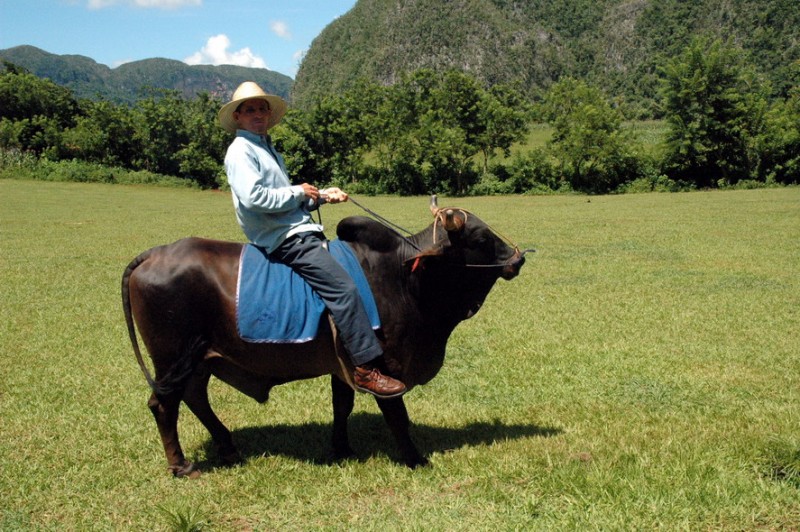 Toro y jinete