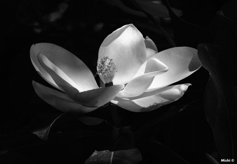 magnolia