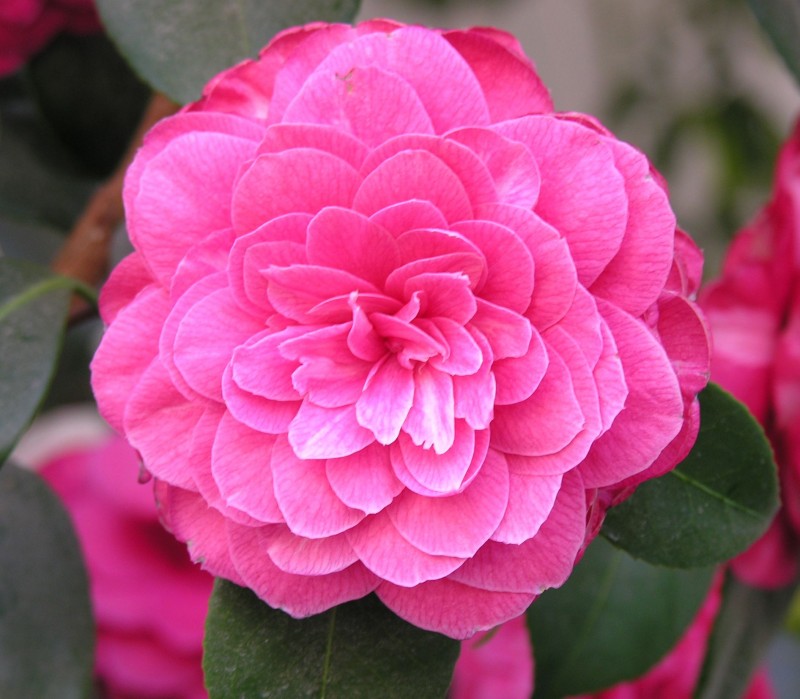 Camelia