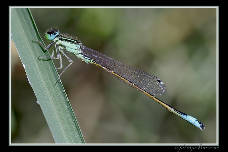 Anisoptera