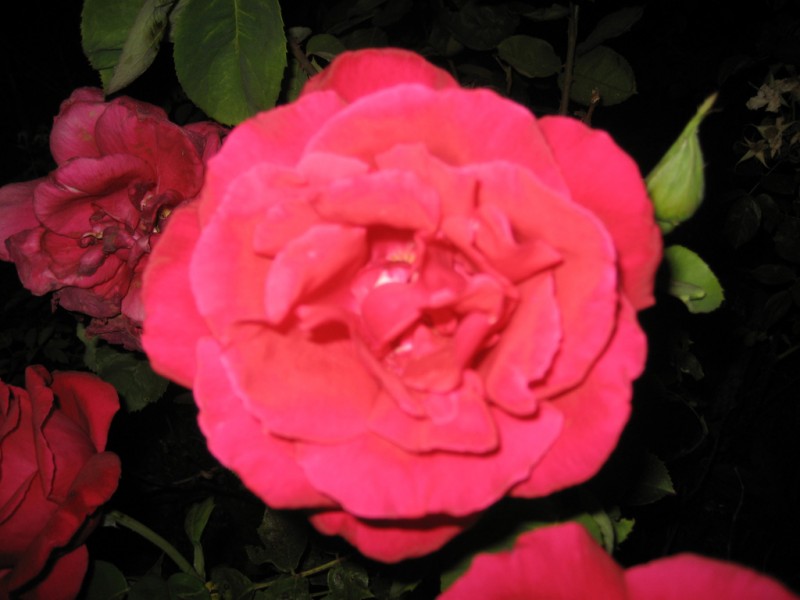 Rosa de noche