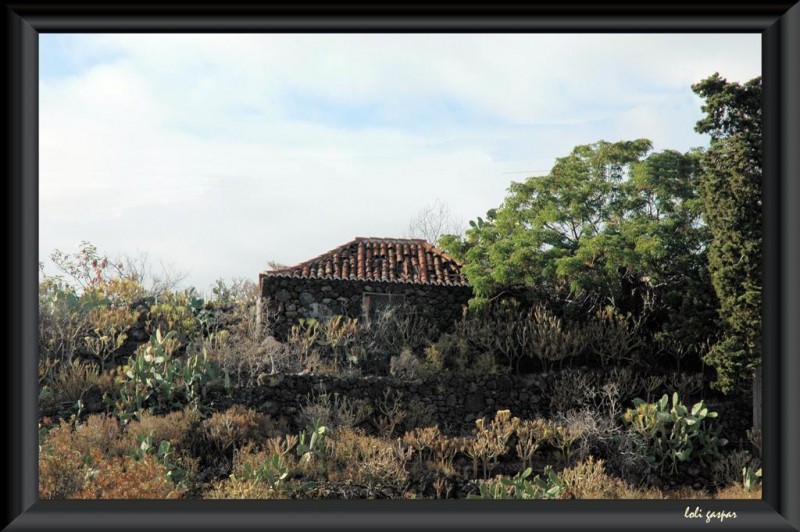 Entre la vegetacion