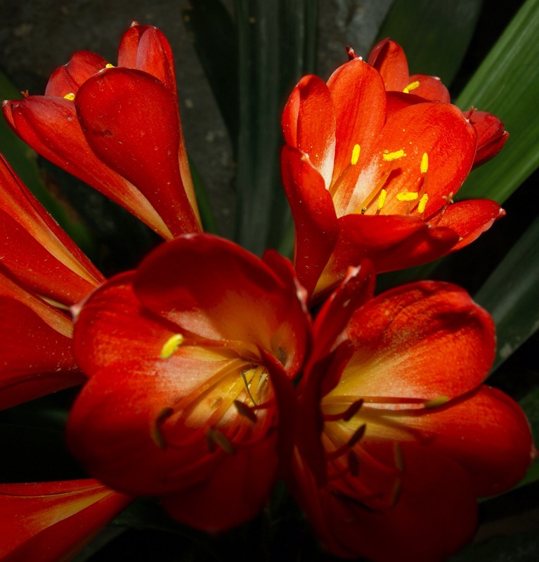 Luz casi Propia