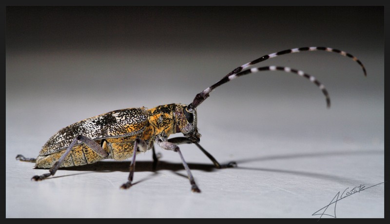Escarabat Banyut - Coleoptera  Cerambycidae