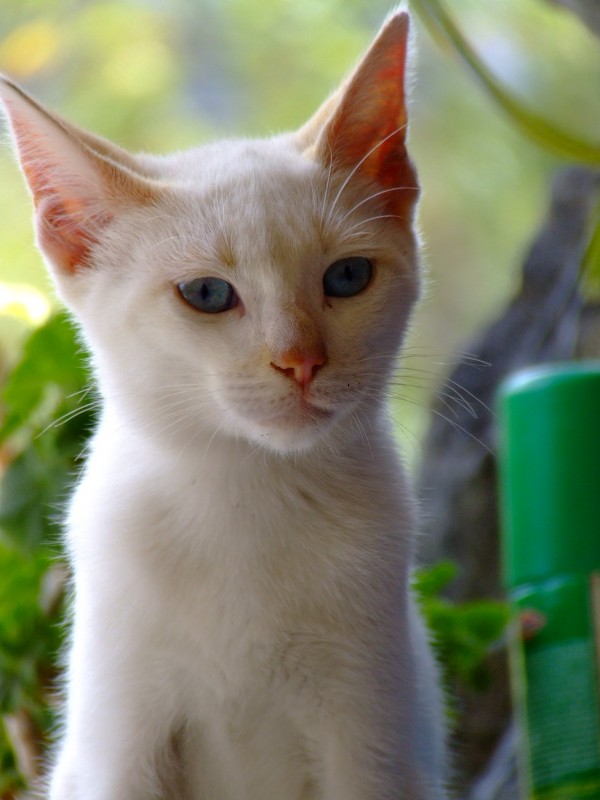 la hija de ojitos