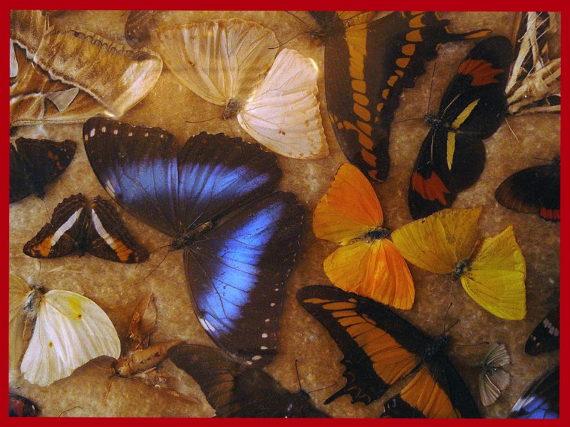 Mariposas II