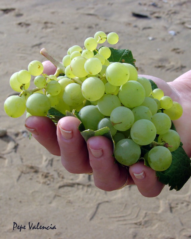 Uvas en el mar