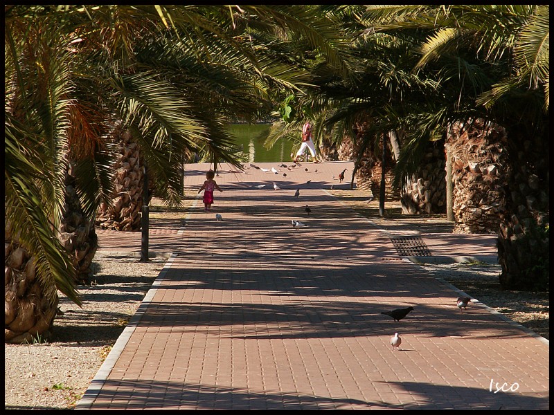 Jugando con las palomas