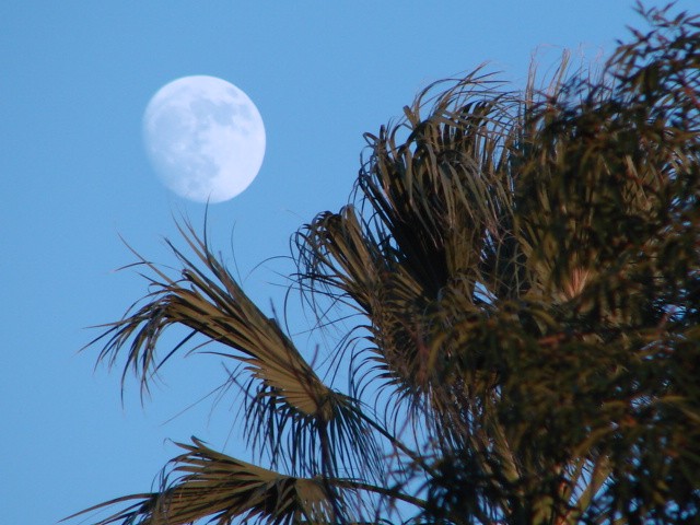 la palma