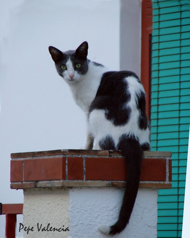 Gato II