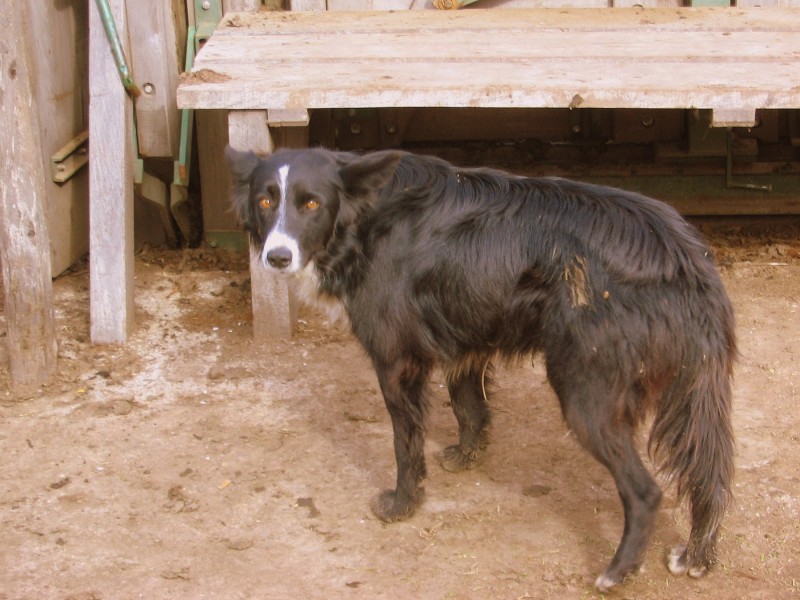 ESTE OTRO PERRO