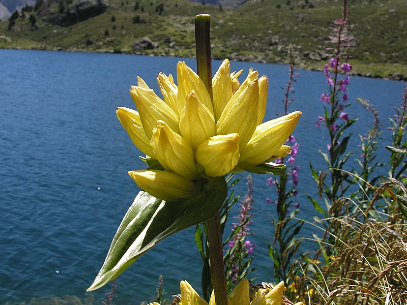 Flor en al lago