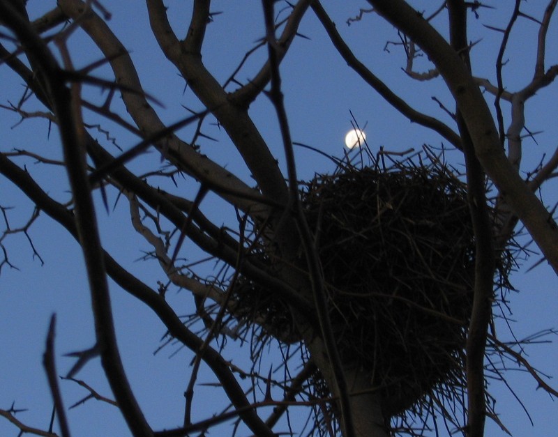 BAJA LA LUNA AL NIDO