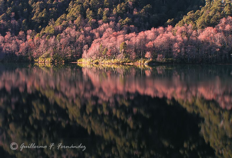 Reflejos en la laguna I