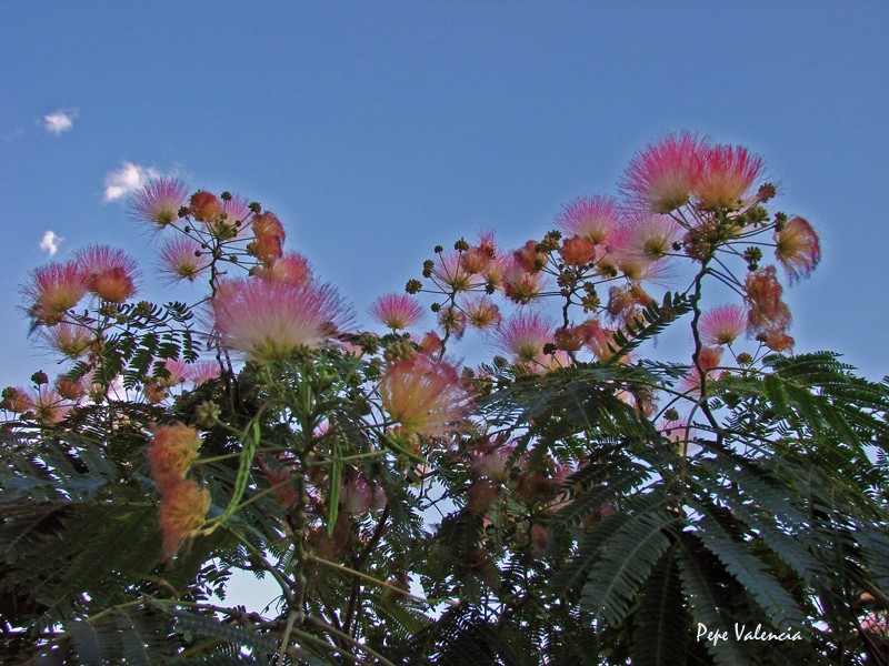 Flores al cielo