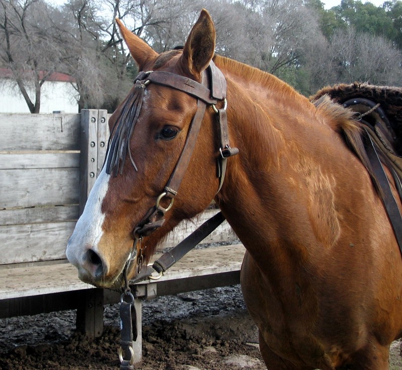 UN CABALLO ESPERA