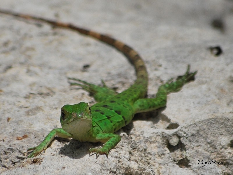 bebe iguana