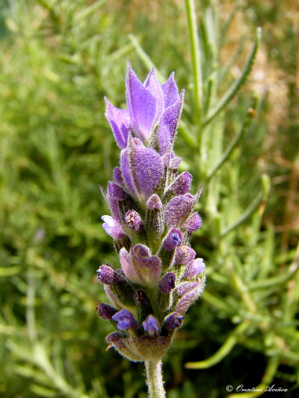 Lavanda