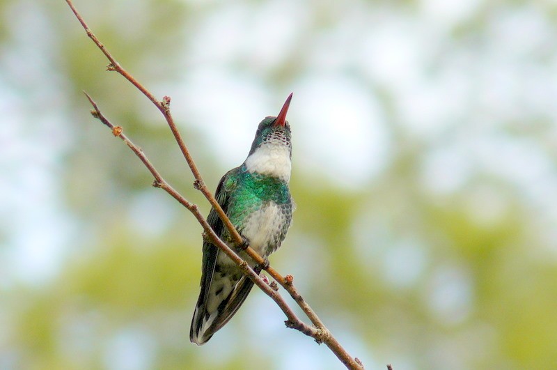 Colibri