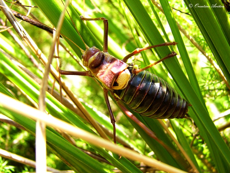 Cigarra alicorta